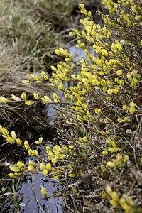 Krypvide, Salix repens