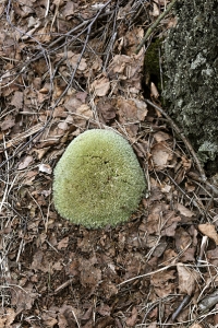 Kuddmossa