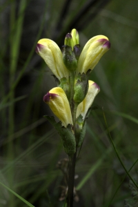 Kung Karls spira, Pedicularis sceptrum-carolinum