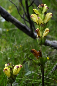 Kung Karls spira, Pedicularis sceptrum-carolinum