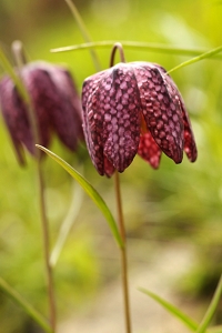 Kungsängslilja, Fritillaria meleagris, lilja, liljeväxter