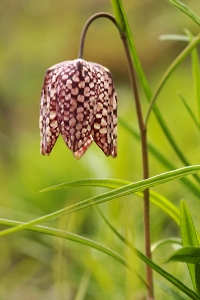 Kungsängslilja, Fritillaria meleagris, lilja, liljeväxter