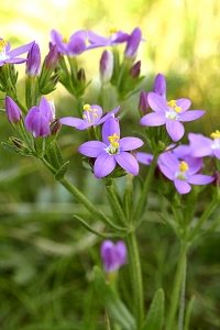 Kustarun, Centaurium littorale