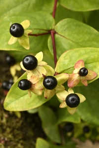 Läkehyperikum, Hypericum androsaemum