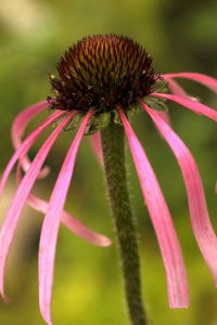 Läkerudbeckia, Echinacea pallida, rudbeckia