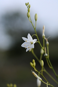Liten sandlilja, Anthericum ramosum