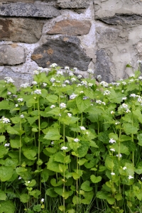 Löktrav, Alliaria petiolata