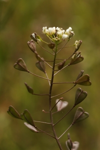 Lomme, Capsella bursa-pastoris