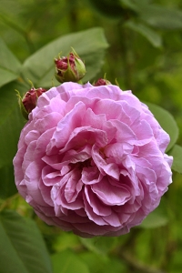 Ros 'Louise Oudier'
