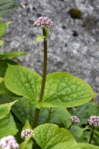 Helbladig vänderot, Valeriana tiliifolia