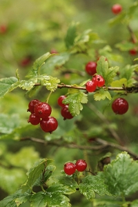 Måbär, Ribes alpinum