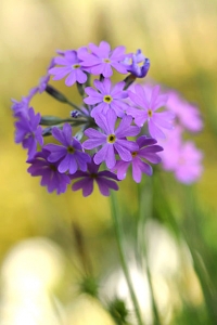 Majviva, Primula farinosa