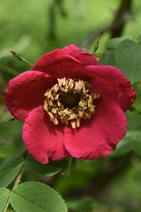 Mandarinros, Rosa moyesii