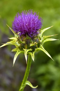 Mariatistel, Silybum marianum