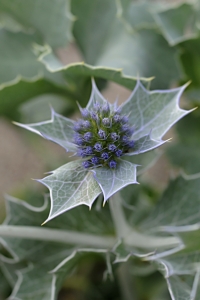 Martorn, Eryngium maritimum