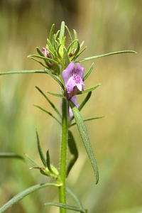 Kalvnos, Misopates orontium