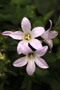 Mjölkklocka, Campanula lactiflora