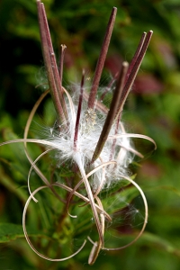 Mjölke, Chamaenerion angustifolium, Epilobium angustifolium, Chamerion, mjölkört, rallarros