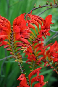 Montbretia `Lucifer`, Crocosmia crocosmiiflora