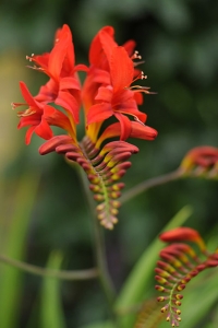 Montbretia `Lucifer`, Crocosmia crocosmiiflora