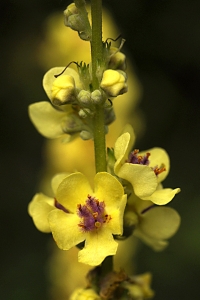 Mörkt kungsljus, Verbascum nigrum