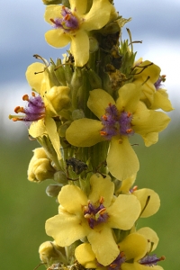 Mörkt kungsljus, Verbascum nigrum