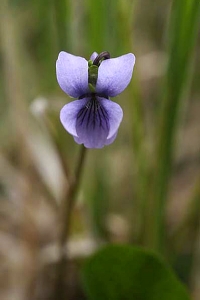 Mossviol, Viola epipsila