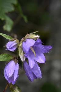 Nässelklocka, Campanula trachelium