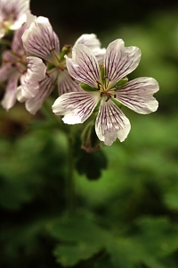 Nätnäva, Geranium renardii