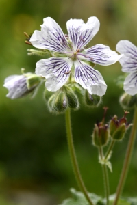 Nätnäva, Geranium renardii