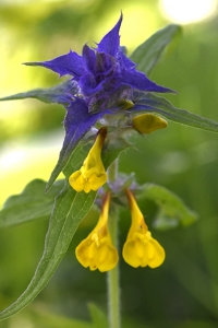 Natt och dag, Melampyrum nemorosum