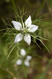Jungfrun i det gröna, Nigella damascena