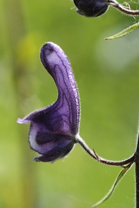 Nordisk stormhatt, Aconitum lycoctonum ssp. septentrionale