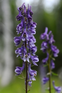 Nordisk stormhatt, Aconitum lycoctonum ssp. septentrionale