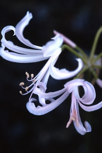 Nymflilja, Nerine bowdenii