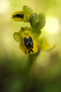 Ophrys lutea ssp. galilaea, Ophrys phryganae, Gul ofrys