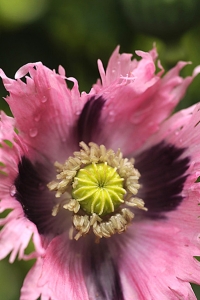 Opievallmo, Papaver somniferum