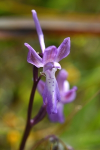 Orchis sitiaca
