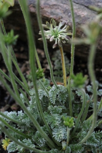 Oreomyrrhis argentea