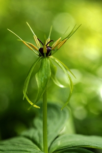 Ormbär, Paris quadrifolia