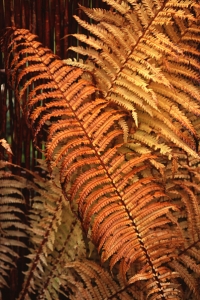 Strutbräken, Matteuccia struthiopteris