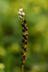 Ormrot, Polygonum viviparous, Bistorta vivipara
