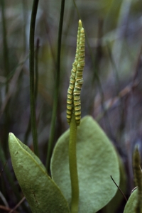 Ormtunga, Ophioglossum vulgatum
