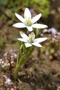 Ornithogalum refractum
