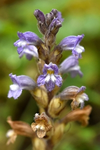 Orobanche ramosa ssp. nana, snyltrot, snyltrötter