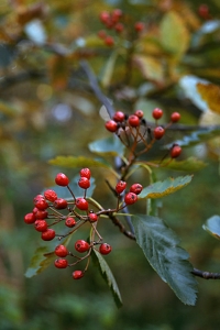 Oxel, Sorbus intermedia
