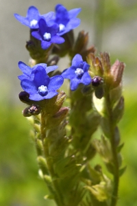 Oxtunga, Anchusa officinalis