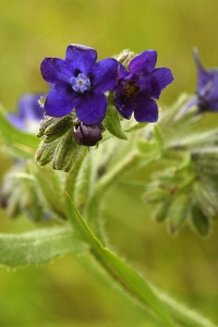 Oxtunga, Anchusa officinalis