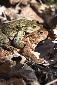 Vanlig padda, Bufo bufo, Parande paddor