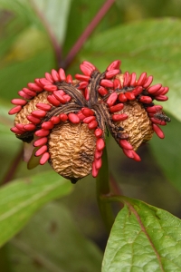 Lackpion, Paeonia obovata